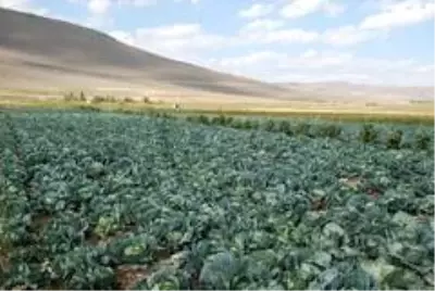 Erzurum, Erzincan ve Ağrı'da sulama sezonu tamamlandı Erzurum, Erzincan ve Ağrı'da sulama sezonu tamamlandı
