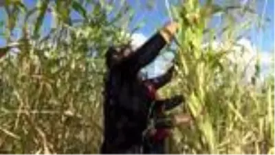 Etanol üretiminde kullanılan bitkilerin hasadı yapıldı Etanol üretiminde kullanılan bitkilerin hasadı yapıldı