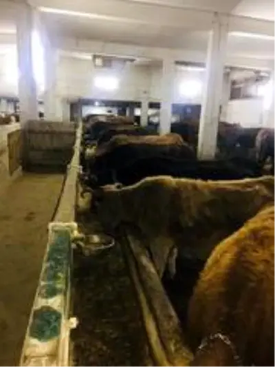 'Hayvan Bakım Oteli' talebe yetişemiyor 'Hayvan Bakım Oteli' talebe yetişemiyor