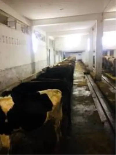'Hayvan Bakım Oteli' talebe yetişemiyor 'Hayvan Bakım Oteli' talebe yetişemiyor