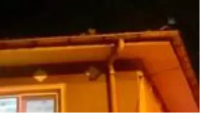 İtfaiye ekiplerinin kedi kurtarma operasyonu sonuçsuz kaldı İtfaiye ekiplerinin kedi kurtarma operasyonu sonuçsuz kaldı