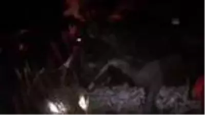 Son dakika haberleri: Kanala düşen eşeği itfaiye ekipleri kurtardı Son dakika haberleri: Kanala düşen eşeği itfaiye ekipleri kurtardı