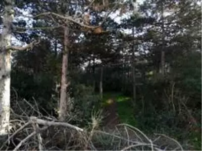 Kayışdağı Ormanı'nda mantar toplarken yere düşen yaşlı kadının ayağı kırıldı Kayışdağı Ormanı'nda mantar toplarken yere düşen yaşlı kadının ayağı kırıldı