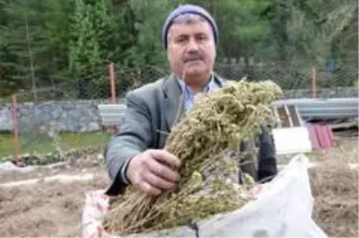 Köylülerin geçim kaynağı oldu! Koronavirüs sonrası kekik yağı satışları patladı Köylülerin geçim kaynağı oldu! Koronavirüs sonrası kekik yağı satışları patladı