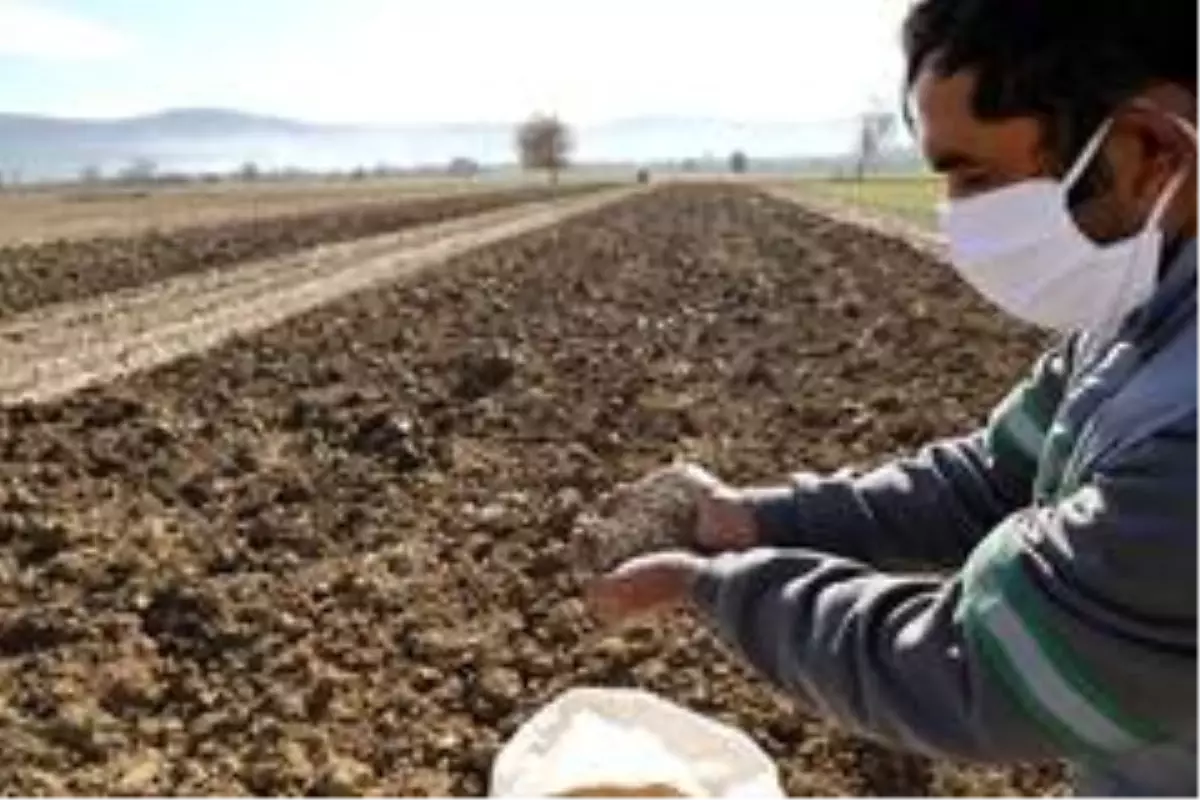 Menteşe Belediyesi hayvan yetiştiricisi için yem bitkisi üretiyor