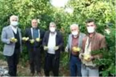 Mersin'de yatak limon hasadı başladı Mersin'de yatak limon hasadı başladı