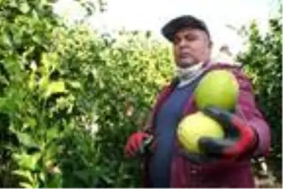 Mersin'de yatak limon hasadı başladı Mersin'de yatak limon hasadı başladı