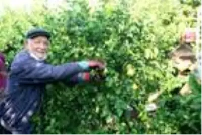 Mersin'de yatak limon hasadı başladı Mersin'de yatak limon hasadı başladı