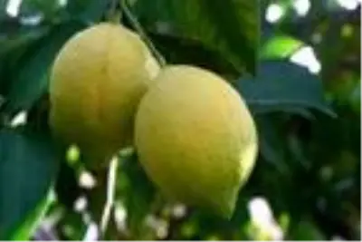 Mersin'de yatak limon hasadı başladı Mersin'de yatak limon hasadı başladı