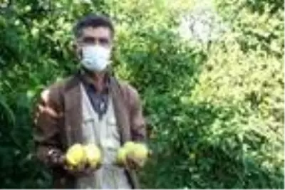 Mersin'de yatak limon hasadı başladı Mersin'de yatak limon hasadı başladı