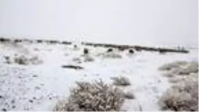 Muş'ta şehir merkezine mevsimin ilk karı yağdı (2) Muş'ta şehir merkezine mevsimin ilk karı yağdı (2)