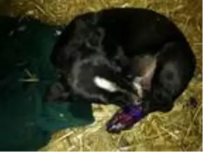 Otomobilin çarptığı köpeğe evlerine alıp, müdahale ettiler Otomobilin çarptığı köpeğe evlerine alıp, müdahale ettiler