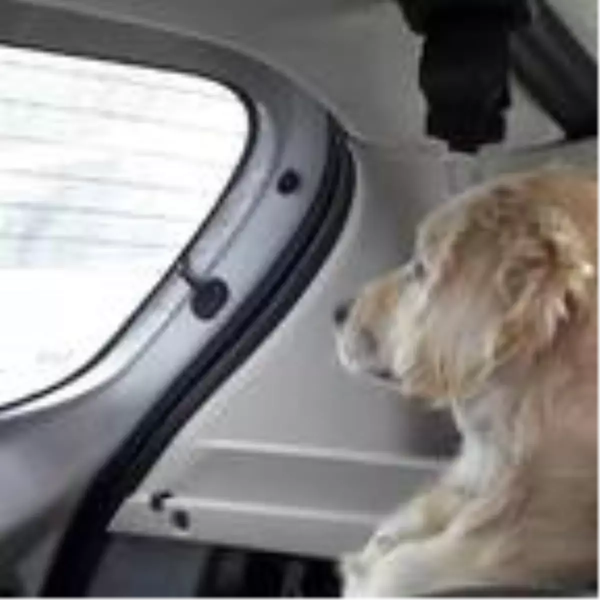 Pamuk, tedavi için Ankara'ya götürüldü