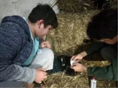 Son dakika haberi... Sakarya'da utandıran görüntüler... Sürücünün yavru köpeğe çarpıp kaçtığı anlar kamerada Son dakika haberi... Sakarya'da utandıran görüntüler... Sürücünün yavru köpeğe çarpıp kaçtığı anlar kamerada
