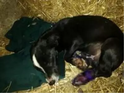 Son dakika haberi... Sakarya'da utandıran görüntüler... Sürücünün yavru köpeğe çarpıp kaçtığı anlar kamerada Son dakika haberi... Sakarya'da utandıran görüntüler... Sürücünün yavru köpeğe çarpıp kaçtığı anlar kamerada