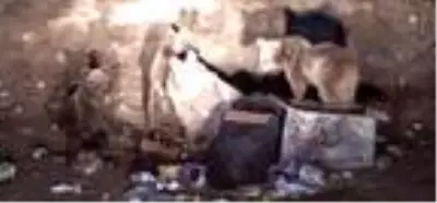 Sarıkamışlılar ayılarla yaşamaya alıştı Sarıkamışlılar ayılarla yaşamaya alıştı