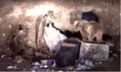 Sarıkamışlılar ayılarla yaşamaya alıştı Sarıkamışlılar ayılarla yaşamaya alıştı