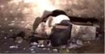 Sarıkamışlılar ayılarla yaşamaya alıştı Sarıkamışlılar ayılarla yaşamaya alıştı