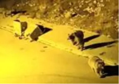 Sarıkamışlılar ayılarla yaşamaya alıştı Sarıkamışlılar ayılarla yaşamaya alıştı