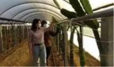 Yönetmen yardımcılığını bırakan genç kadın, memleketine dönerek annesiyle ejder meyvesi üretimine başladı Yönetmen yardımcılığını bırakan genç kadın, memleketine dönerek annesiyle ejder meyvesi üretimine başladı