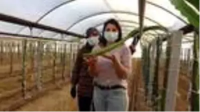 Yönetmen yardımcılığını bırakan genç kadın, memleketine dönerek annesiyle ejder meyvesi üretimine başladı Yönetmen yardımcılığını bırakan genç kadın, memleketine dönerek annesiyle ejder meyvesi üretimine başladı
