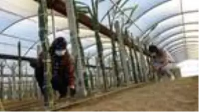 Yönetmen yardımcılığını bırakan genç kadın, memleketine dönerek annesiyle ejder meyvesi üretimine başladı Yönetmen yardımcılığını bırakan genç kadın, memleketine dönerek annesiyle ejder meyvesi üretimine başladı