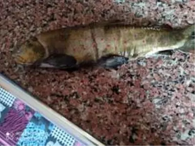 Soğuk havada hasta annesi için balık avına çıktı Soğuk havada hasta annesi için balık avına çıktı