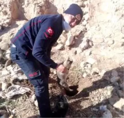 Son dakika haberi... Su kuyusuna düşen köpek, itfaiye ekiplerince kurtarıldı Son dakika haberi... Su kuyusuna düşen köpek, itfaiye ekiplerince kurtarıldı