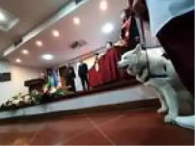 Veteriner Fakültesi öğrencileri, mezuniyete tedavi ettikleri köpekle katıldı Veteriner Fakültesi öğrencileri, mezuniyete tedavi ettikleri köpekle katıldı