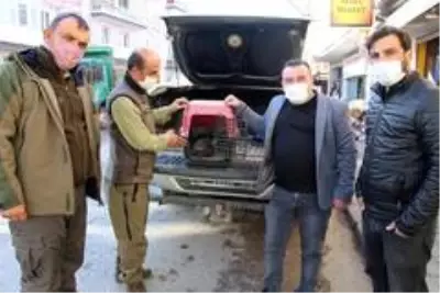 Kula'da bulunan yaralı şahin, Doğa Koruma ve Milli Parklar ekibine teslim edildi Kula'da bulunan yaralı şahin, Doğa Koruma ve Milli Parklar ekibine teslim edildi
