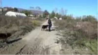 ZONGULDAK - Sahilden topladığı taşlara çizdiği resimlerle hayat veriyor ZONGULDAK - Sahilden topladığı taşlara çizdiği resimlerle hayat veriyor