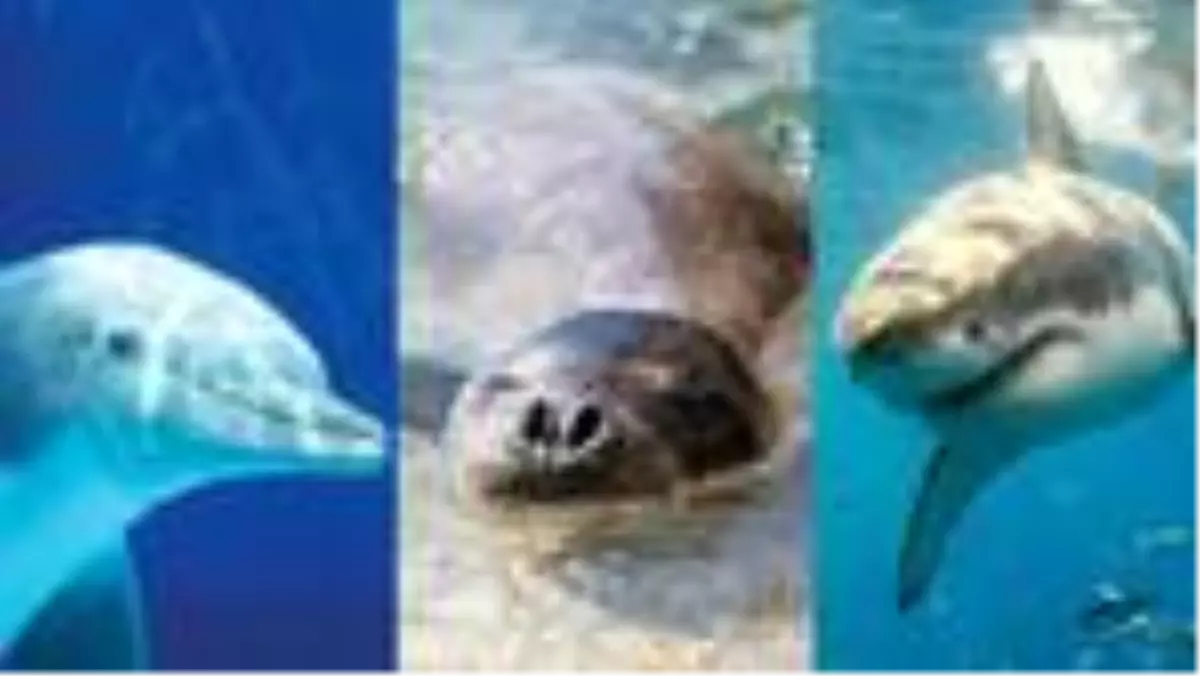 Akdeniz'in hassas canlıları için uluslararası koruma