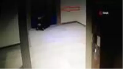Son dakika haber... Bebek arabası hırsızlığı güvenlik kamerasına yansıdı Son dakika haber... Bebek arabası hırsızlığı güvenlik kamerasına yansıdı