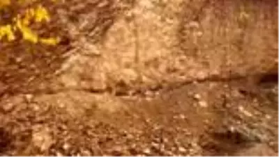 Bu köyde vefat edenlerin anısına ağaç dikiliyor Bu köyde vefat edenlerin anısına ağaç dikiliyor