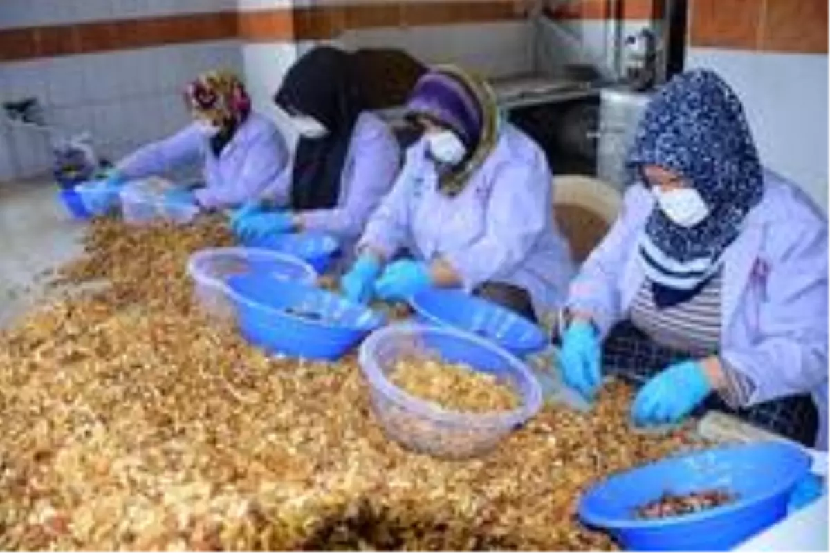 Ceviz kırıp aile bütçesine katlı sağlıyorlar