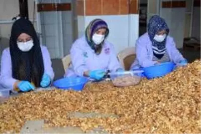 Ceviz kırıp aile bütçesine katlı sağlıyorlar Ceviz kırıp aile bütçesine katlı sağlıyorlar