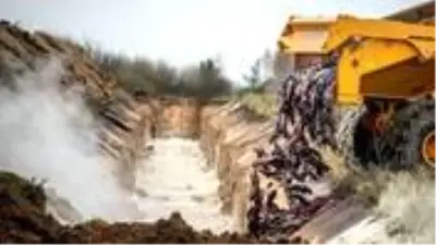 Danimarka'da vizonların ardından koronavirüs bulaşan kediler de itlaf edildi Danimarka'da vizonların ardından koronavirüs bulaşan kediler de itlaf edildi
