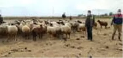 Elazığ'da kaybolan 102 koyun dronla aranarak bulundu Elazığ'da kaybolan 102 koyun dronla aranarak bulundu