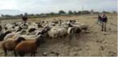 Elazığ'da kaybolan 102 koyun dronla aranarak bulundu Elazığ'da kaybolan 102 koyun dronla aranarak bulundu