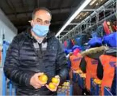 'Her gün 5 mandalina tüketin' 'Her gün 5 mandalina tüketin'
