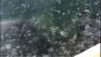 İstanbul Boğazı'nı denizanaları bastı İstanbul Boğazı'nı denizanaları bastı