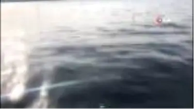 İstanbul Boğazı'nı denizanaları bastı İstanbul Boğazı'nı denizanaları bastı
