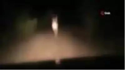 Karayoluna inen geyik görenleri hayrete düşürdü Karayoluna inen geyik görenleri hayrete düşürdü