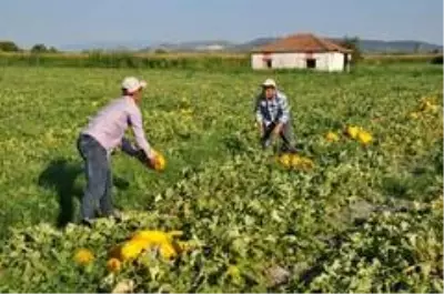 'Kırkağaç Kavununda Sıfır Atık' Projesi başarılı bulundu 'Kırkağaç Kavununda Sıfır Atık' Projesi başarılı bulundu