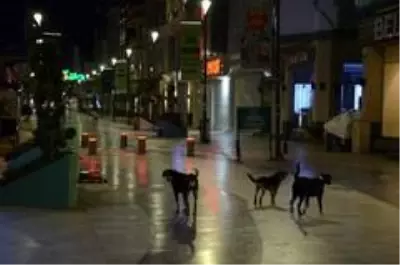 Ordu kısıtlamaya uydu Ordu kısıtlamaya uydu