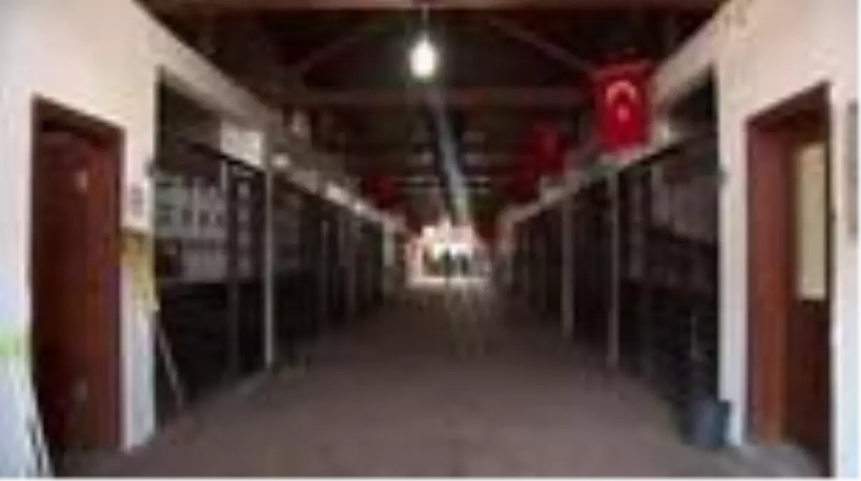 Rahvan yarış atlarına mikroçipli takip