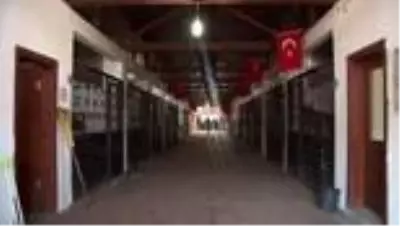 Rahvan yarış atlarına mikroçipli takip Rahvan yarış atlarına mikroçipli takip