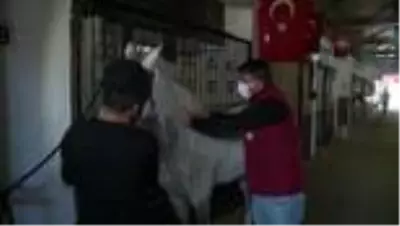 Rahvan yarış atlarına mikroçipli takip Rahvan yarış atlarına mikroçipli takip