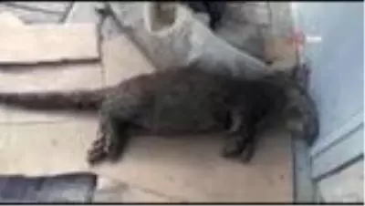 Tercan Barajında balıkçı ağına nesli tükenme tehlikesi altında olan su samuru takıldı Tercan Barajında balıkçı ağına nesli tükenme tehlikesi altında olan su samuru takıldı