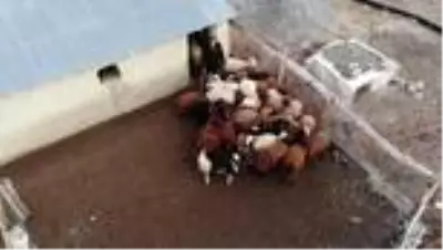 Yılın yarısını koyunlarıyla kırsalda yalnız geçiriyor Yılın yarısını koyunlarıyla kırsalda yalnız geçiriyor